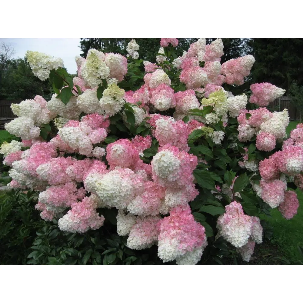 Фото 2 Гортензия метельчатая ВаниллаФрайз ø19 h30 см Фото 2 Гортензия метельчатая ВаниллаФрайз ø19 h30 см