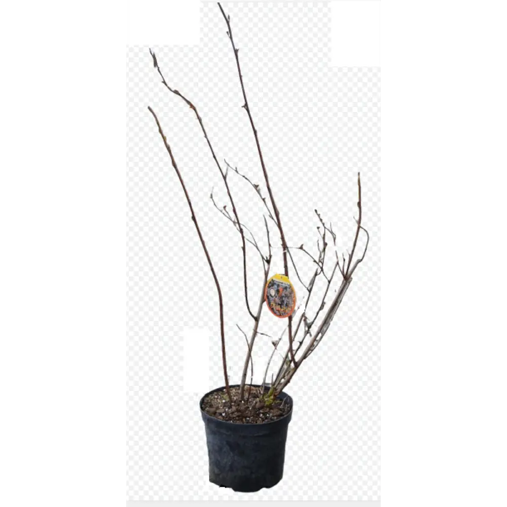 Фото Пузыреплодник калинолистный Ред Барон h90 см