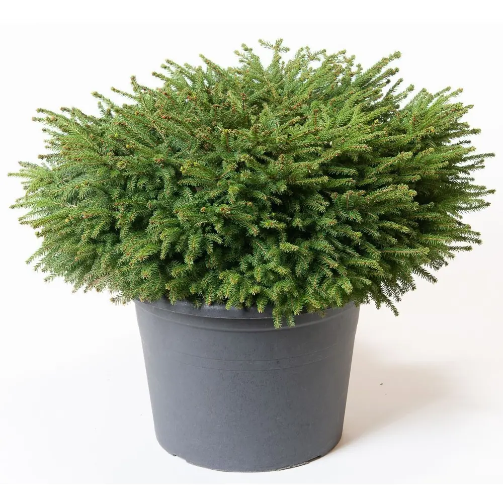 Фото Ель обыкновенная Нидиформис h30 см Фото Ель обыкновенная Нидиформис h30 см