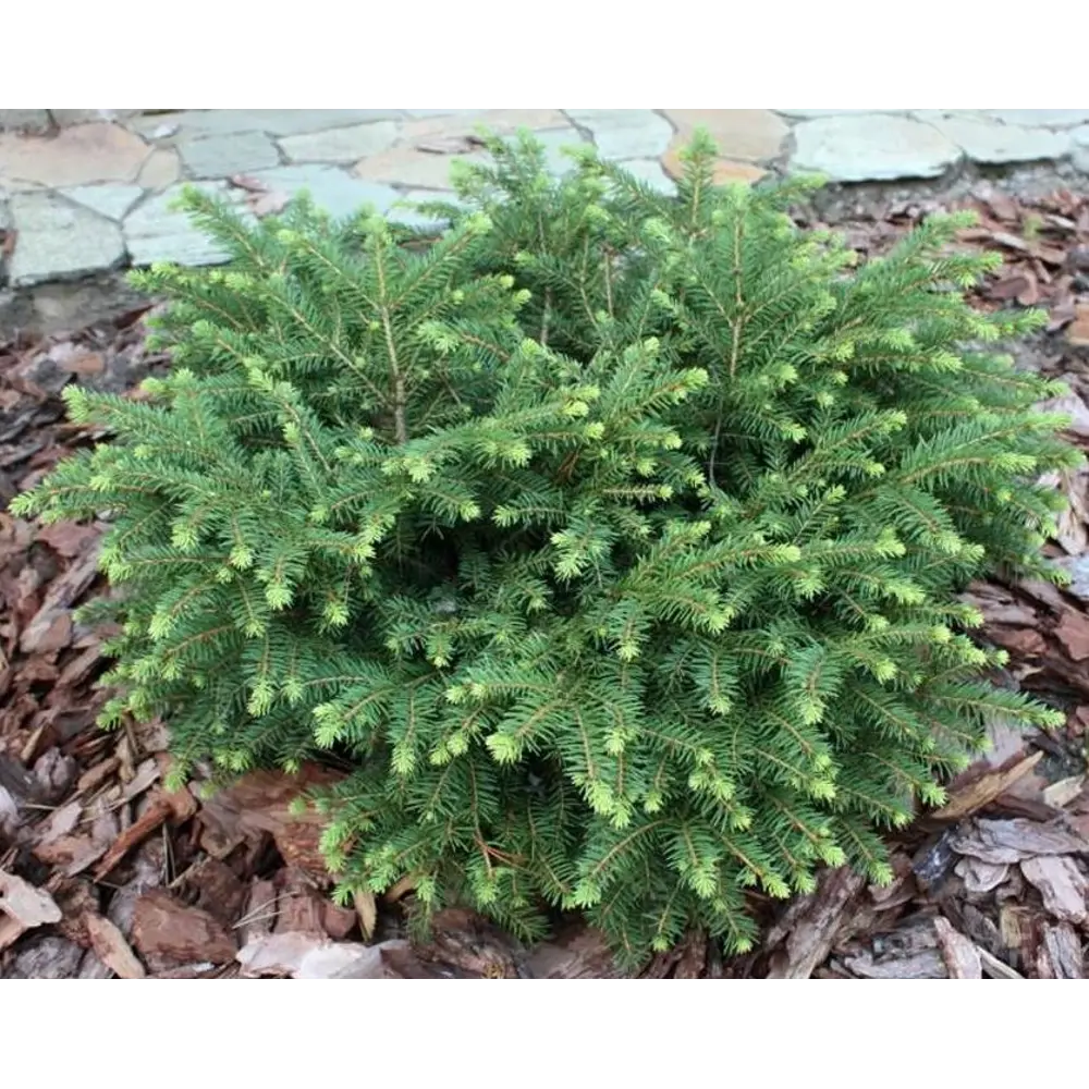 Фото 2 Ель обыкновенная Нидиформис h30 см Фото 2 Ель обыкновенная Нидиформис h30 см