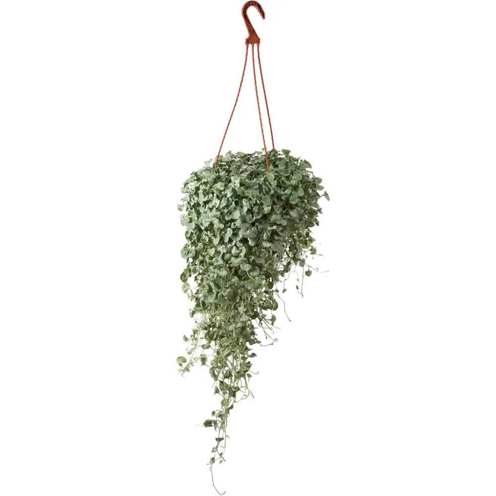 Фото Дихондра микс ø13 h40 см в кашпо