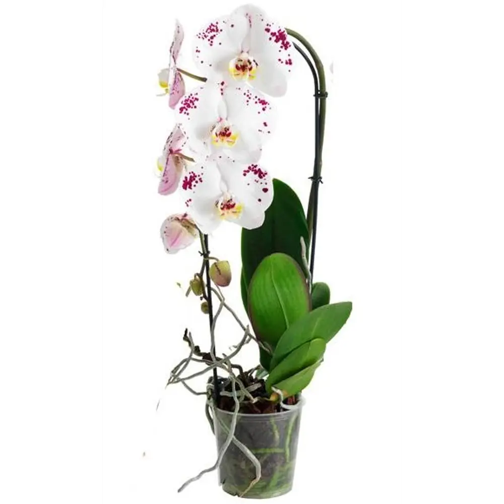 Фото Орхидея Фаленопсис каскад ø12 h55 см Центр букетов Фото Орхидея Фаленопсис каскад ø12 h55 см Центр букетов