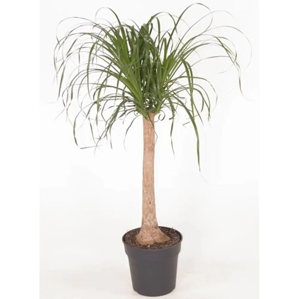 Фото Бокарнея Майя ø24 h80 см Центр букетов Фото Бокарнея Майя ø24 h80 см Центр букетов