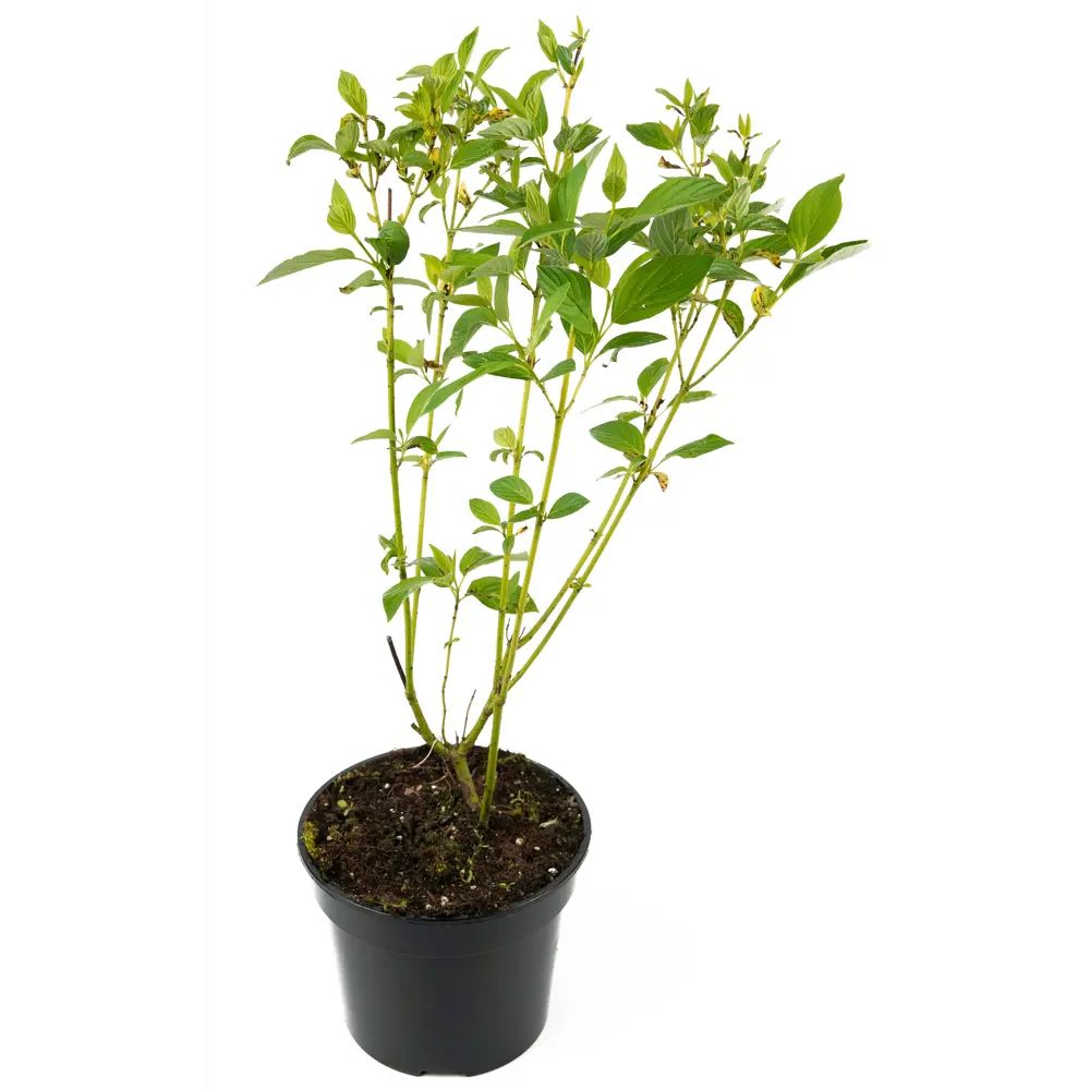 Фото Дерен отпрысковый Flaviramea 55-75 см