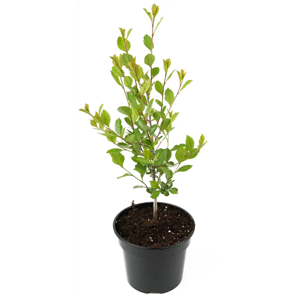 Фото Боярышник сливолистный 20-30 см