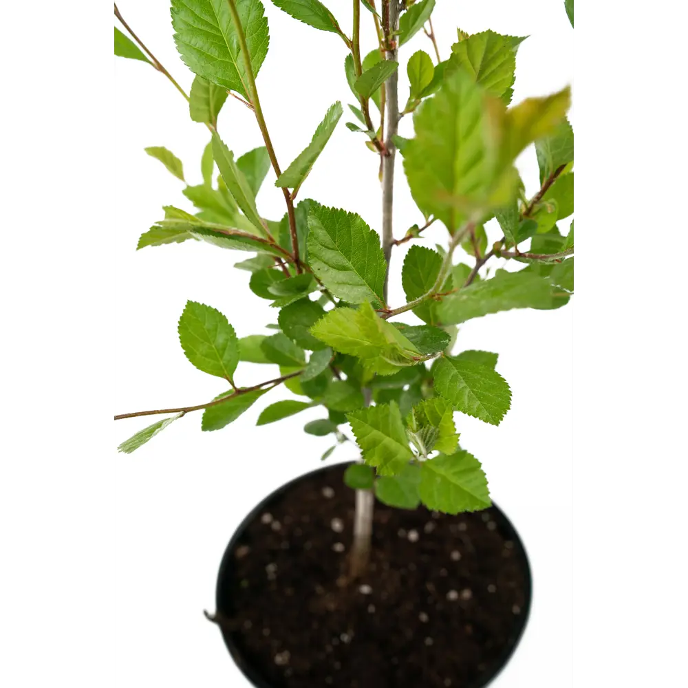 Фото 4 Боярышник сливолистный 20-30 см