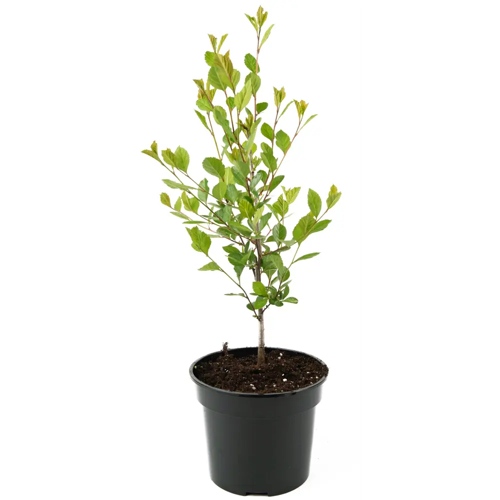 Фото 2 Боярышник сливолистный 20-30 см