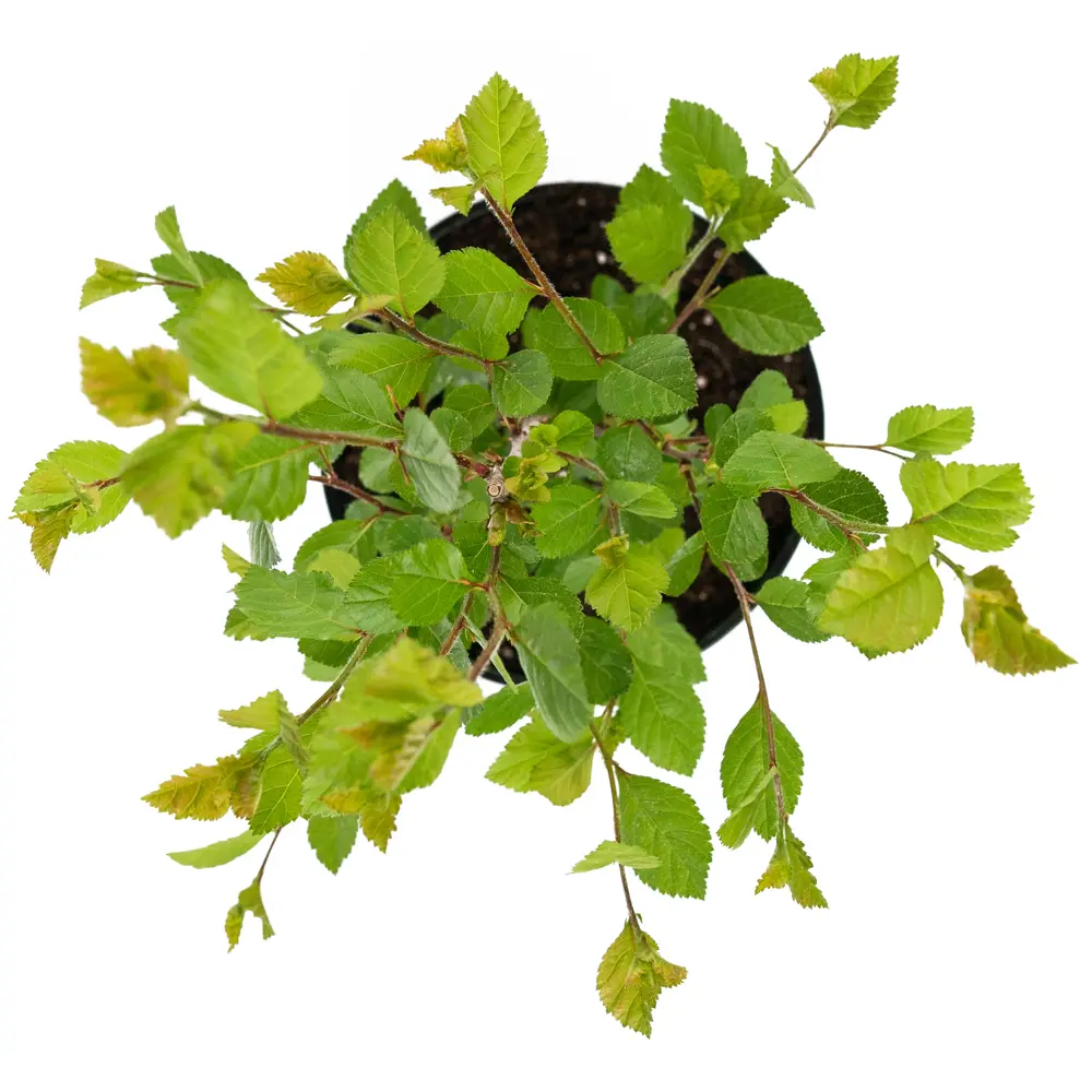 Фото 3 Боярышник сливолистный 20-30 см