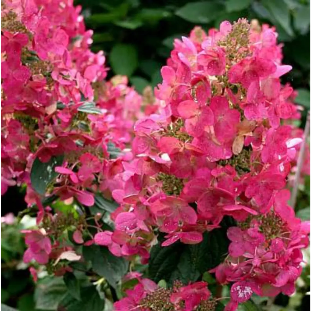 Фото Гортензия метельчатая Мега Минди ø9 h40 см