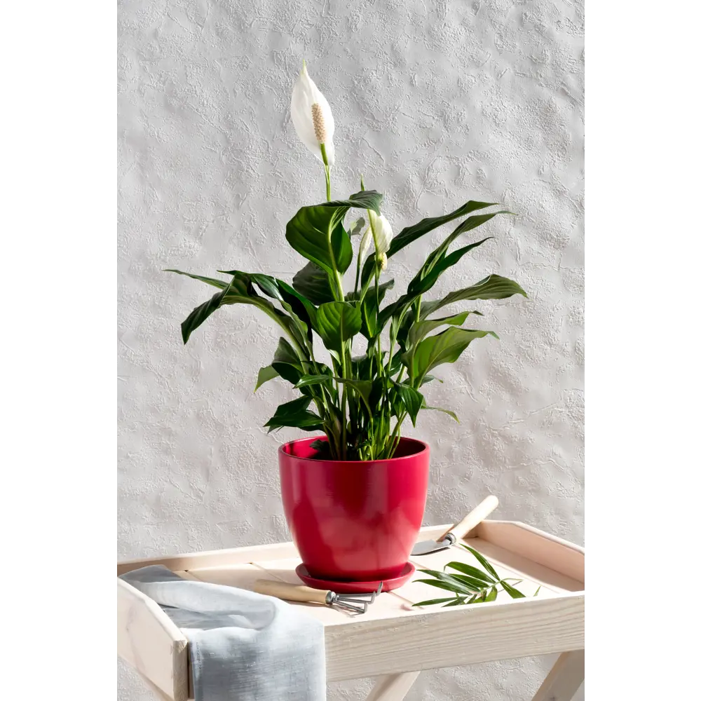 Фото 5 Горшок цветочный Колор Гейм ø18 h16.5 см v2.6 л керамика красный Фото 5 Горшок цветочный Колор Гейм ø18 h16.5 см v2.6 л керамика красный