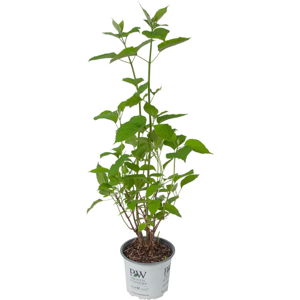 Фото 2 Саженец Гортензия древовидная Свит Аннабель ø19 h40 см