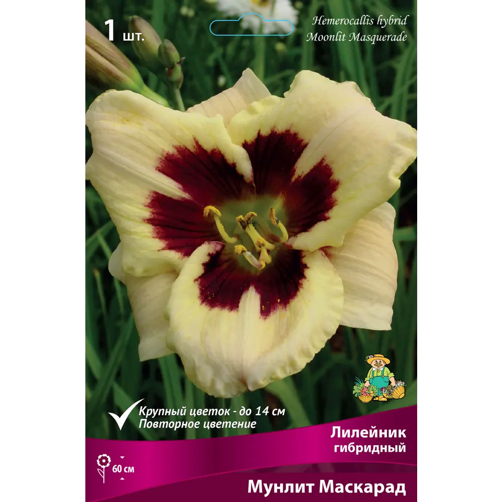 Фото Лилейник гибридный Мунлит Маскарад Фото Лилейник гибридный Мунлит Маскарад