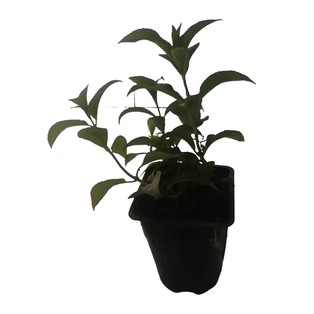 Фото Гортензия Шнибаль ø13 см h25-40 см Фото Гортензия Шнибаль ø13 см h25-40 см