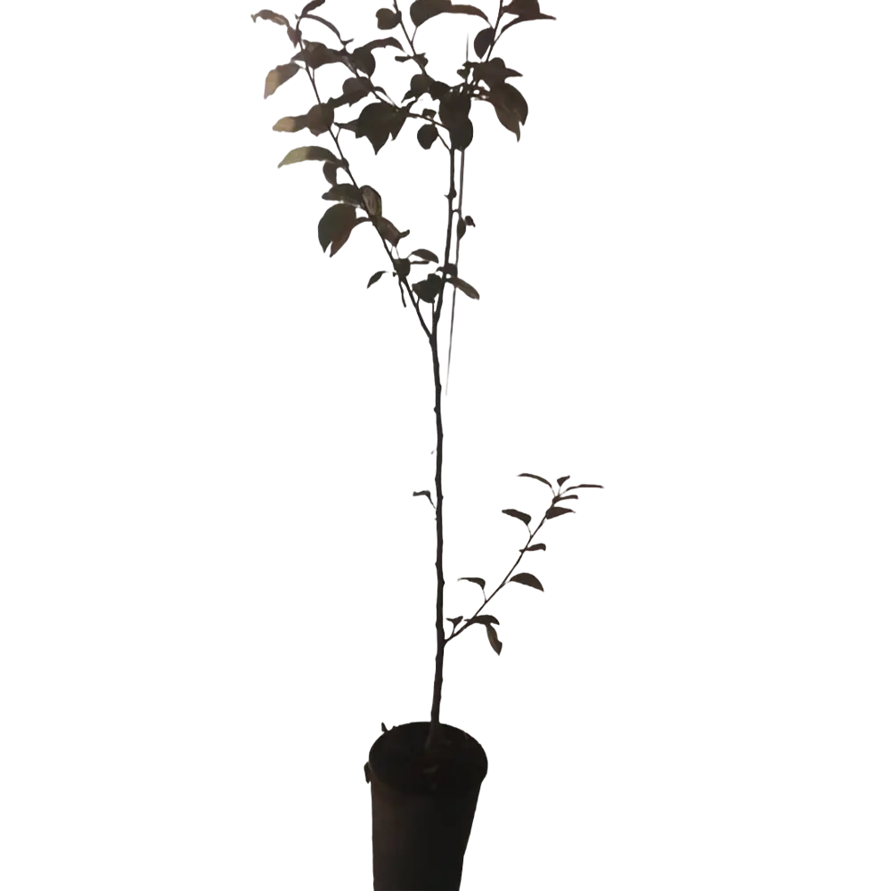 Фото Яблоня Роялти ø18 см h100-120 см Фото Яблоня Роялти ø18 см h100-120 см