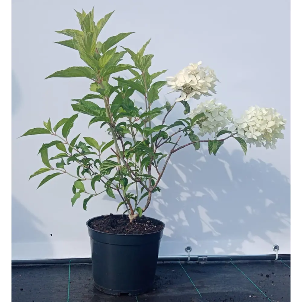 Фото Гортензия метельчатая Фантом ø19 см h40-60 см Фото Гортензия метельчатая Фантом ø19 см h40-60 см