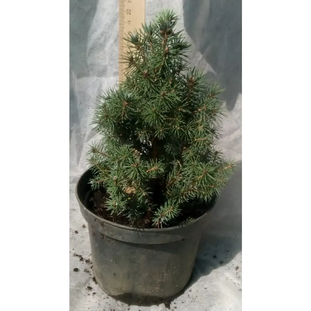 Фото Ель Сандерс Блю ø15 см h10 см Фото Ель Сандерс Блю ø15 см h10 см