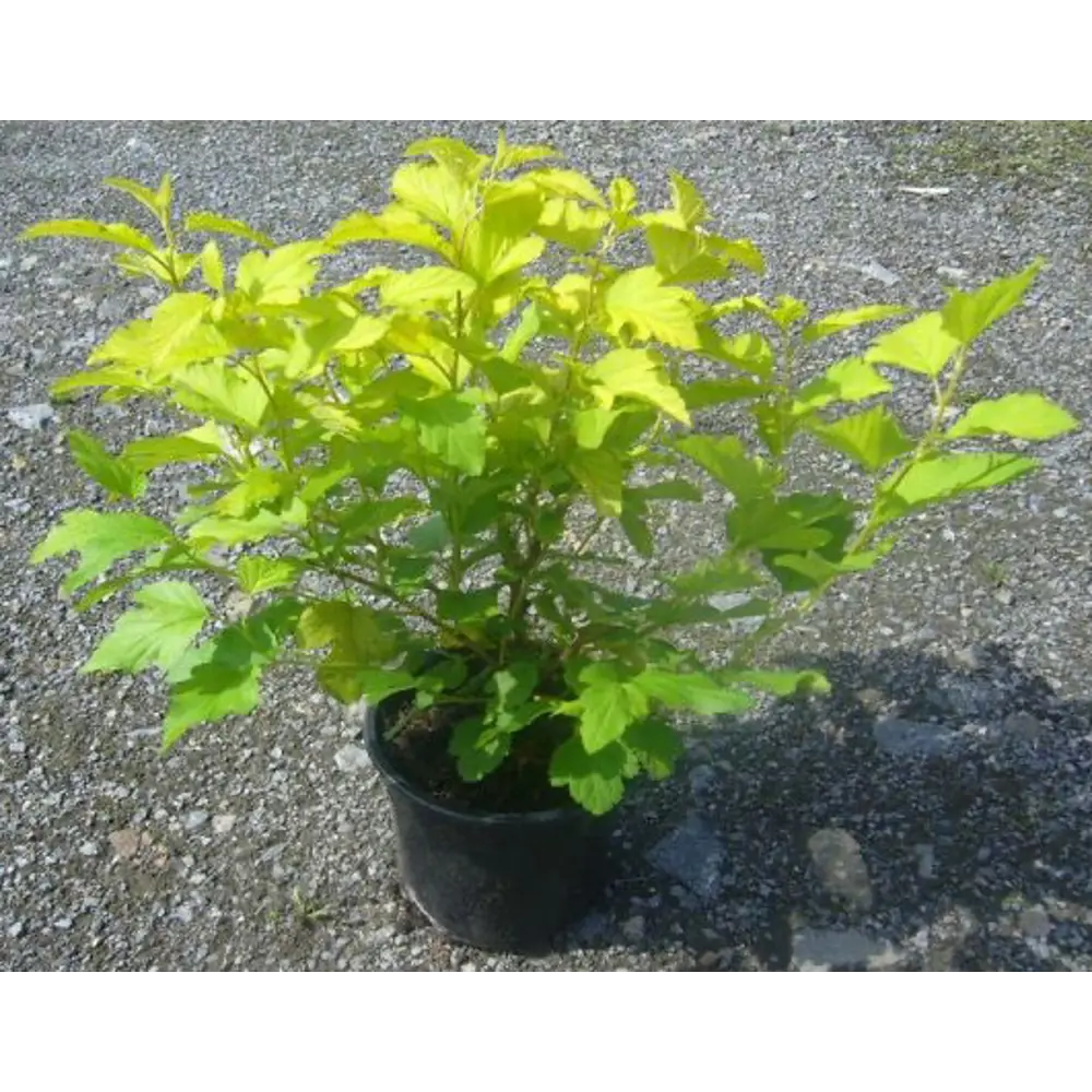 Фото Пузыреплодник Лютеус ø15 см h15 см