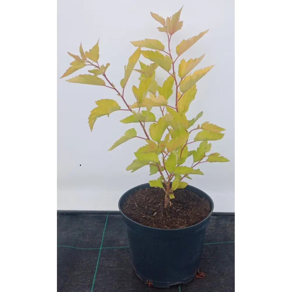 Фото Пузыреплодник Лютеус h20-40 см