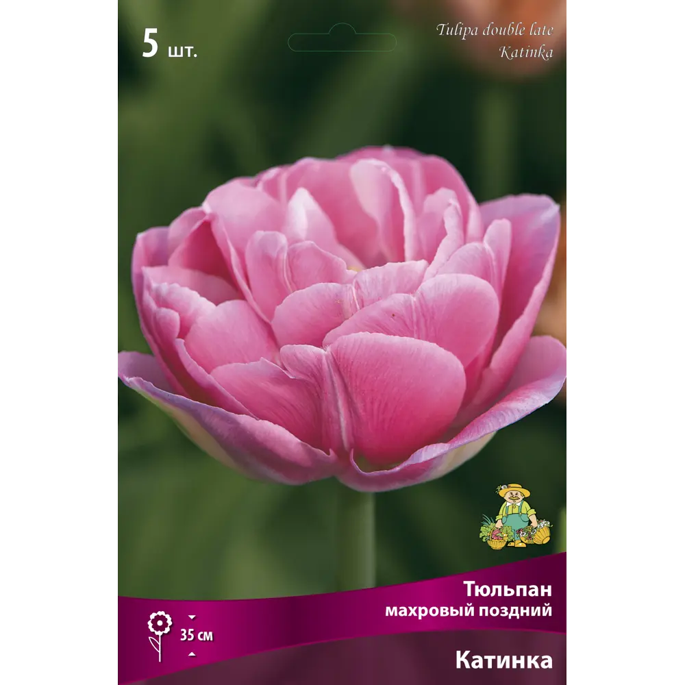 Фото Тюльпан махровый поздний Катинка, 5 шт