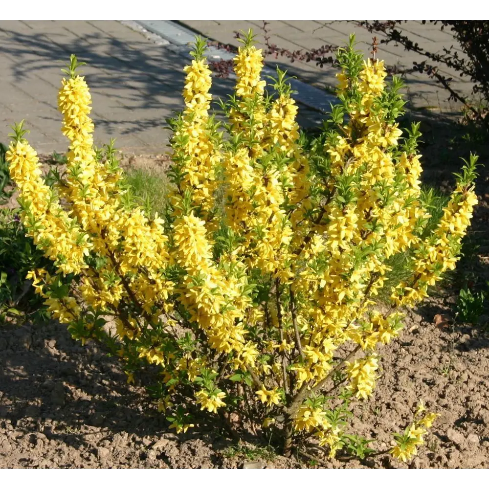 Фото Форзиция Промежуточная ø22 h20-40 см