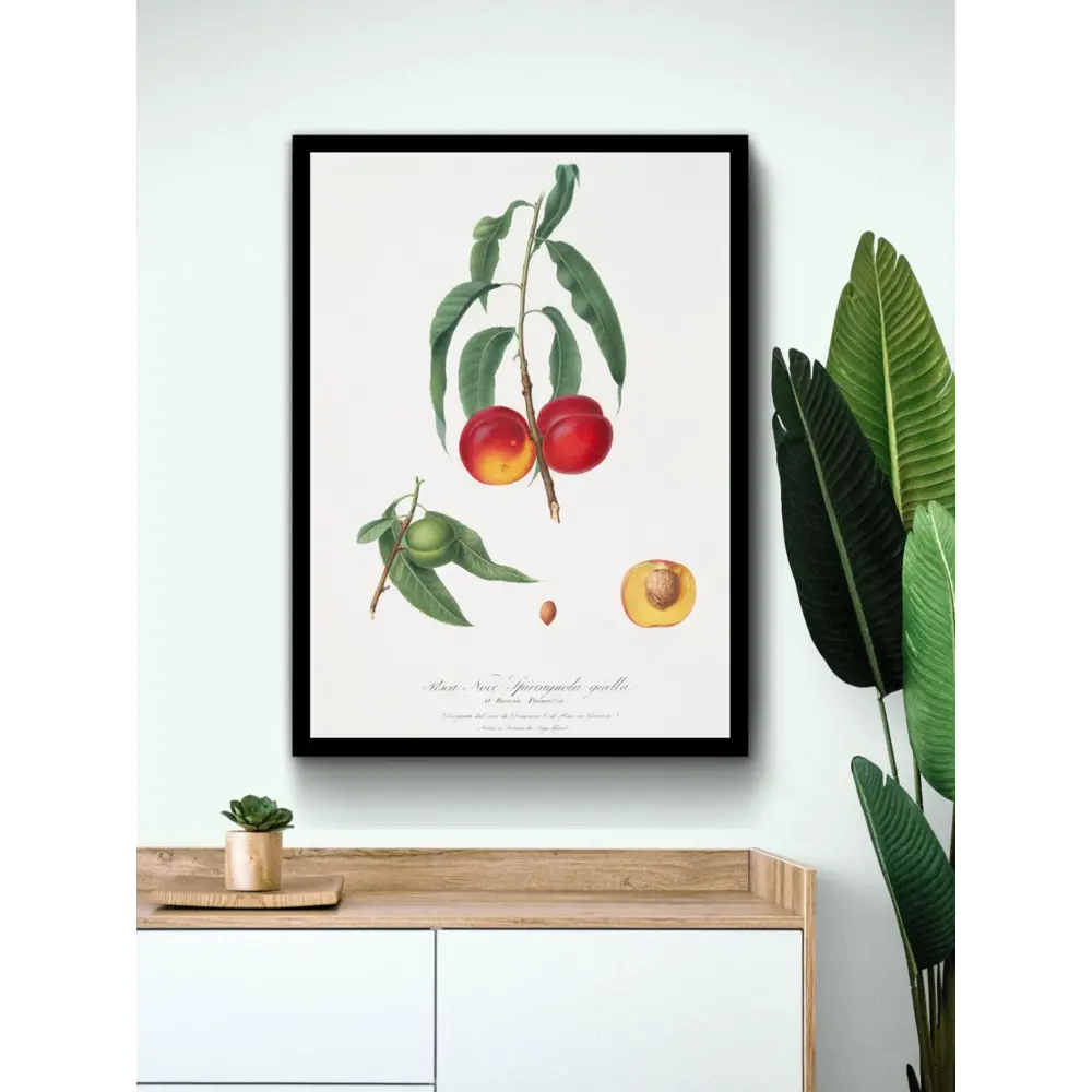 Фото 2 Постер Просто Постер "Фрукты - веточка с плодами нектарина" 90x60 см в подарочном тубусе Фото 2 Постер Просто Постер "Фрукты - веточка с плодами нектарина" 90x60 см в подарочном тубусе