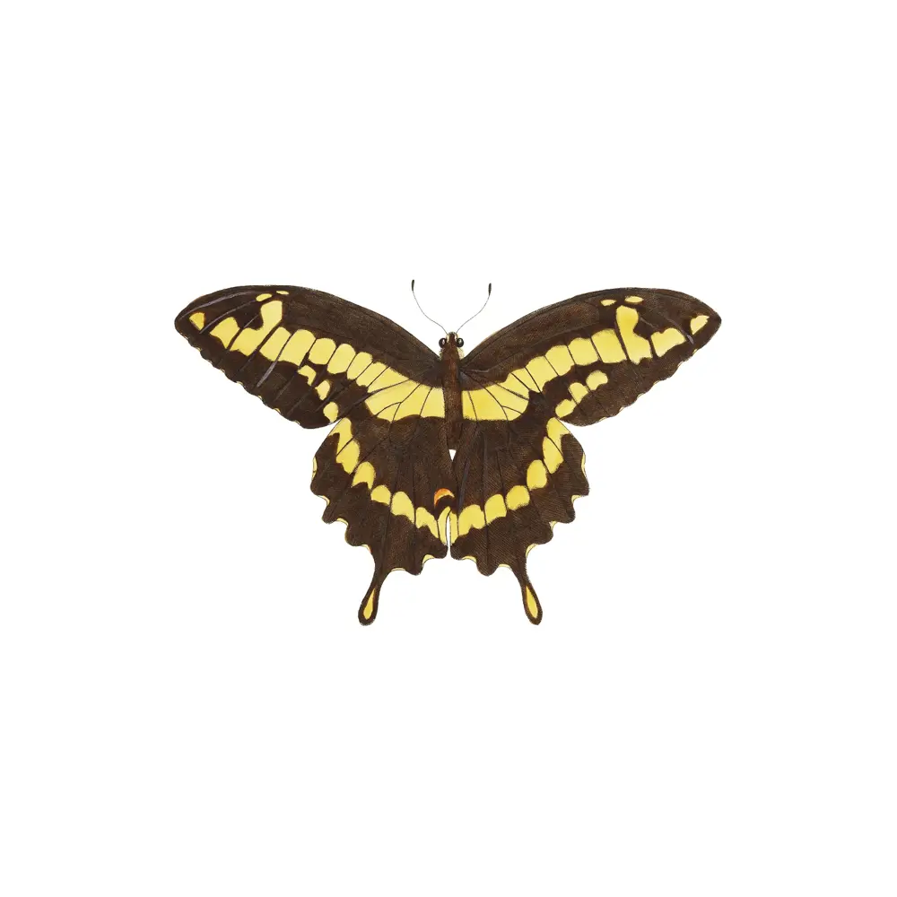 Фото 2 Плакат "Просто Постер" Бабочка Папилио 90x120 в подарочном тубусе без рамы Фото 2 Плакат "Просто Постер" Бабочка Папилио 90x120 в подарочном тубусе без рамы