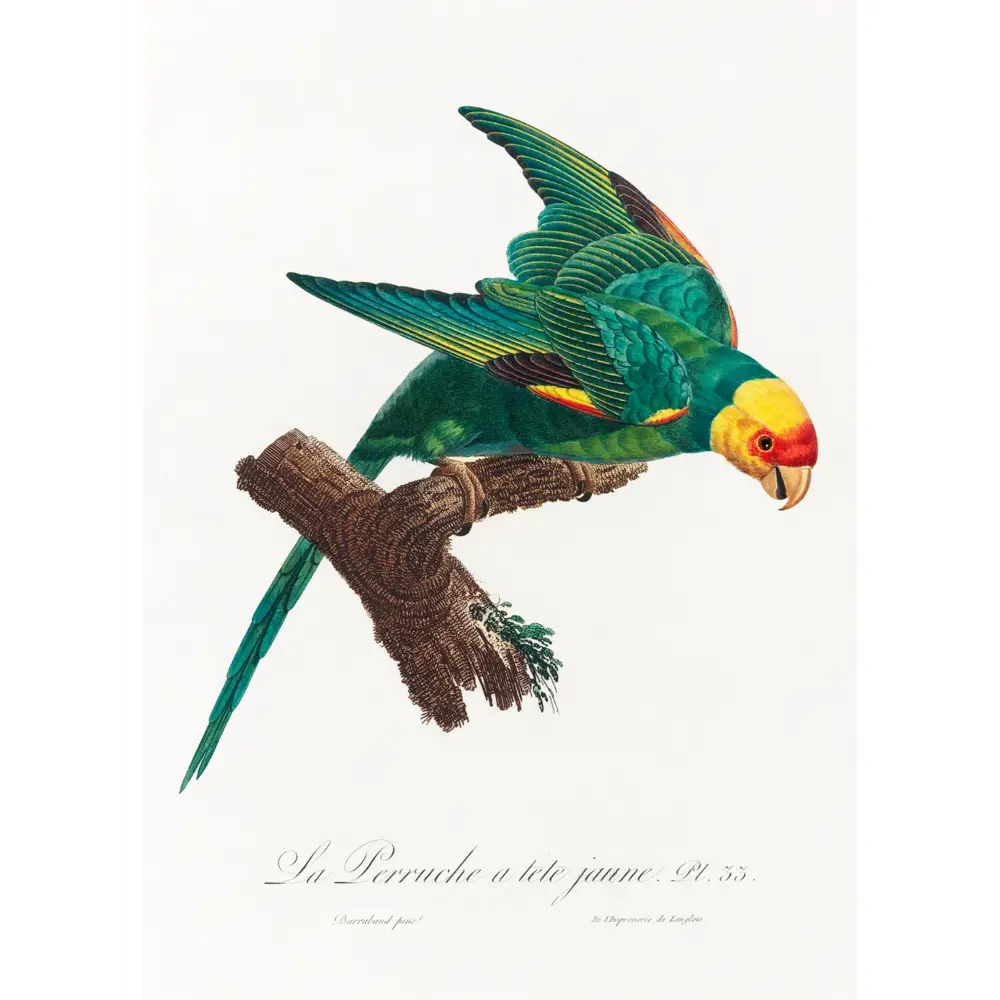 Фото 2 Плакат "Просто Постер" Попугай в желтой короне 60x90 в раме Фото 2 Плакат "Просто Постер" Попугай в желтой короне 60x90 в раме