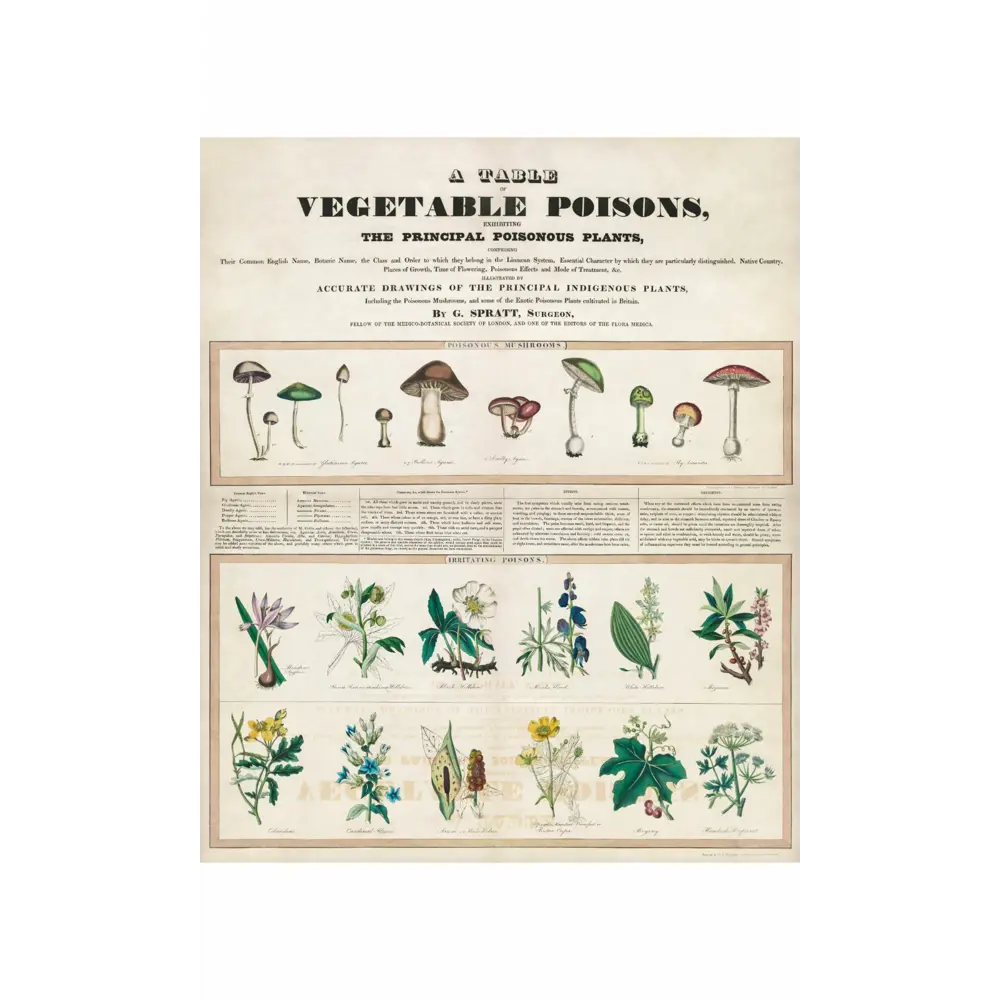 Фото 2 Плакат "Просто Постер" Ядовитые грибы 90x120 в подарочном тубусе без рамы Фото 2 Плакат "Просто Постер" Ядовитые грибы 90x120 в подарочном тубусе без рамы