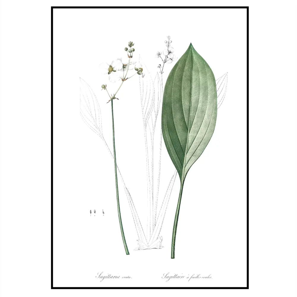 Фото 2 Постер 28 картин "Ландыш, ботаника" 50x40 см Фото 2 Постер 28 картин "Ландыш, ботаника" 50x40 см