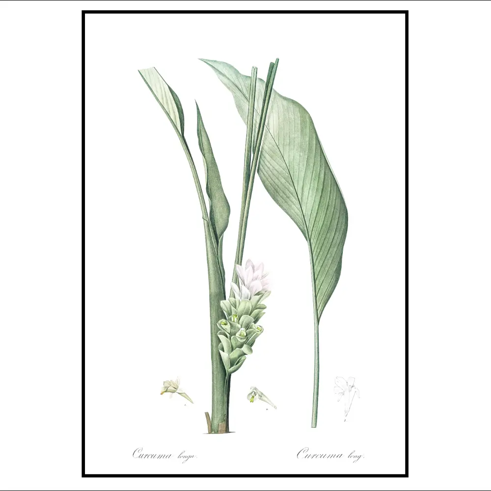 Фото 3 Постер 28 картин "Ландыш, ботаника" 50x40 см Фото 3 Постер 28 картин "Ландыш, ботаника" 50x40 см