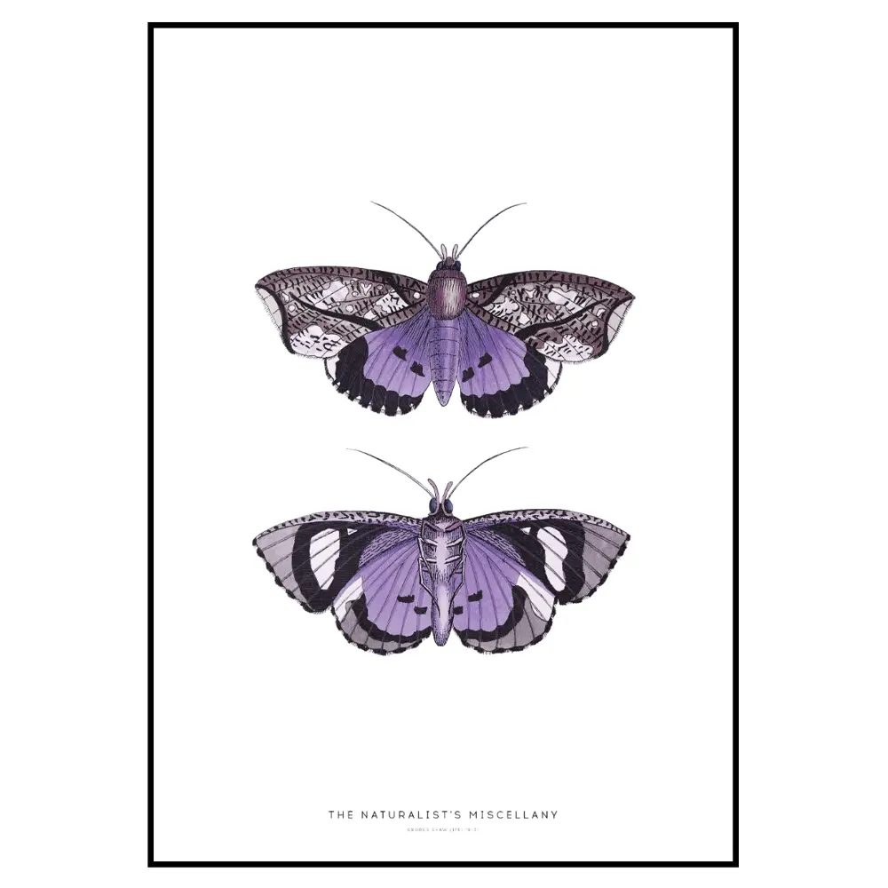 Фото 3 Набор постеров 3 шт 28 картин "Фиолетовые бабочки, сирень и надпись" 85x66 см в тубусе без рамы для интерьера Фото 3 Набор постеров 3 шт 28 картин "Фиолетовые бабочки, сирень и надпись" 85x66 см в тубусе без рамы для интерьера