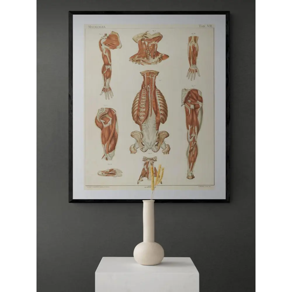 Фото 3 Постер Просто Постер "Анатомия - Строение корпуса и мышц человека" 50x40 см в подарочном тубусе Фото 3 Постер Просто Постер "Анатомия - Строение корпуса и мышц человека" 50x40 см в подарочном тубусе