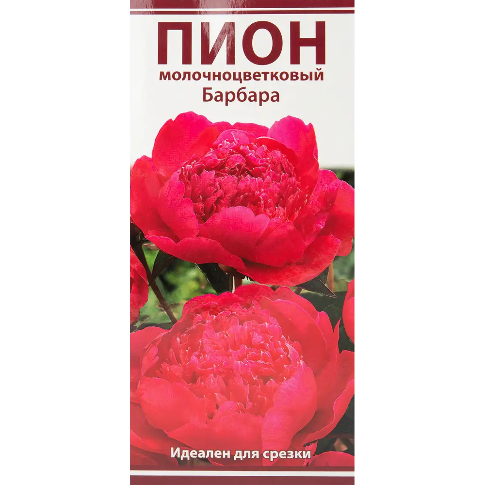 Фото Пион молочноцветковый Барбара разбор 2-3 Фото Пион молочноцветковый Барбара разбор 2-3