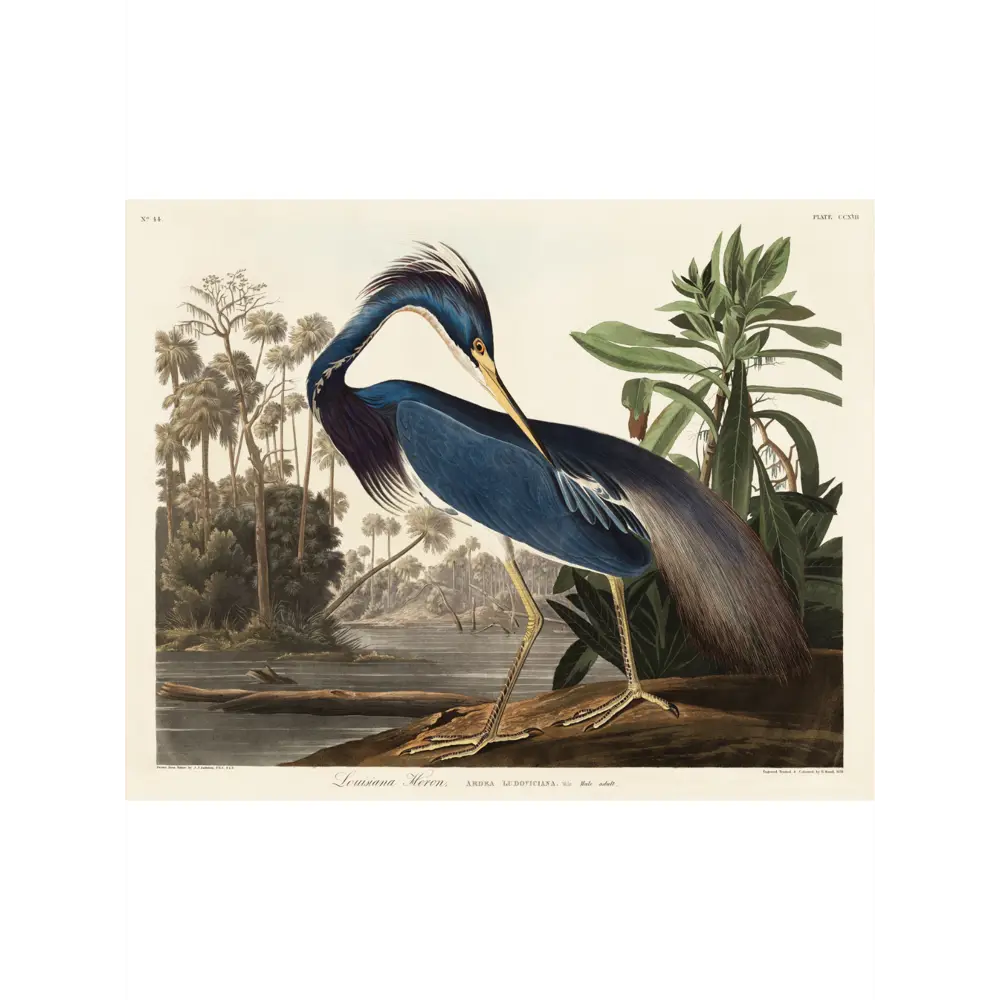 Фото 2 Постер в раме Просто Постер "Луизианская серая цапля" 50x40 см
