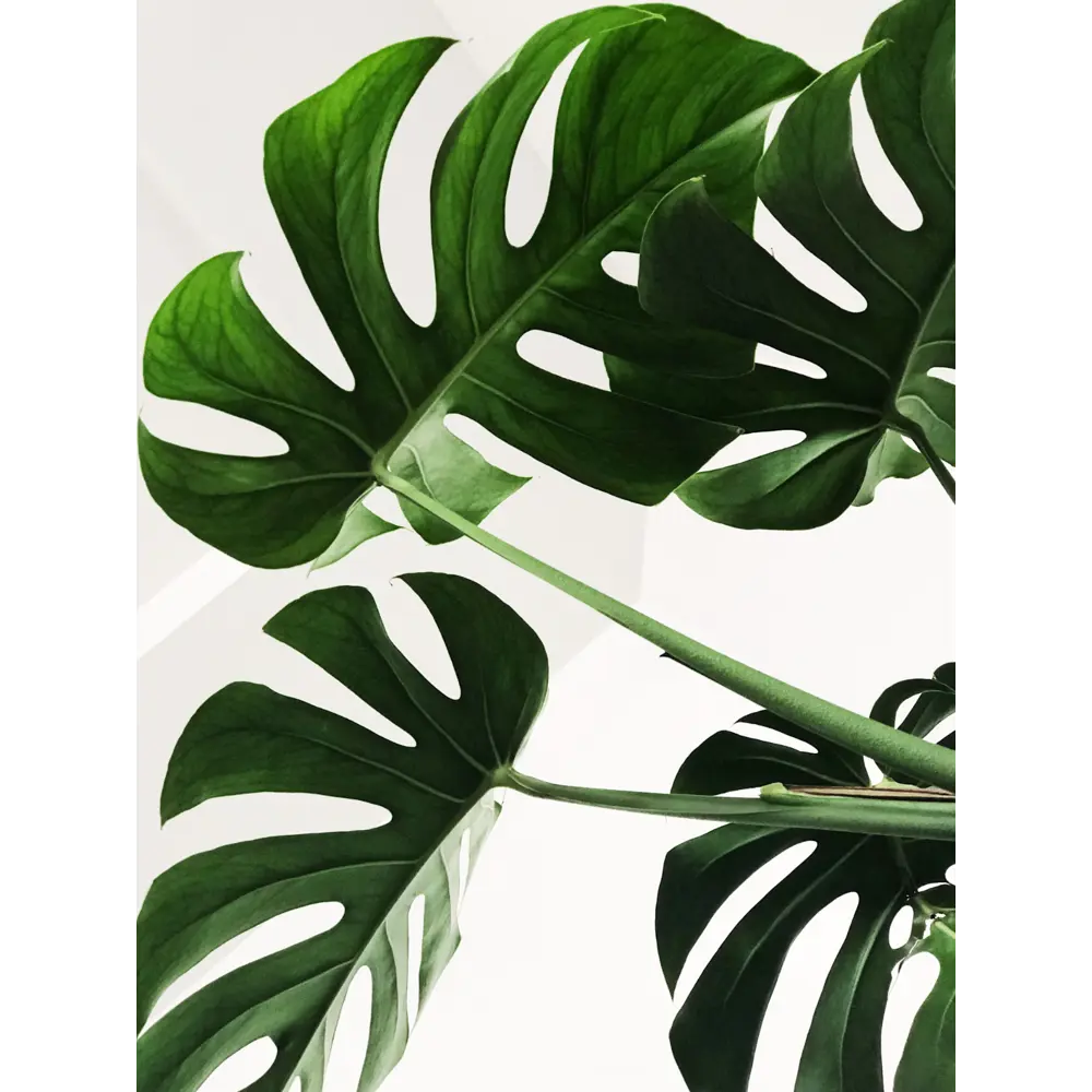 Фото 2 Постер Просто Постер "Пальмовые листья" 90x60 см в подарочном тубусе