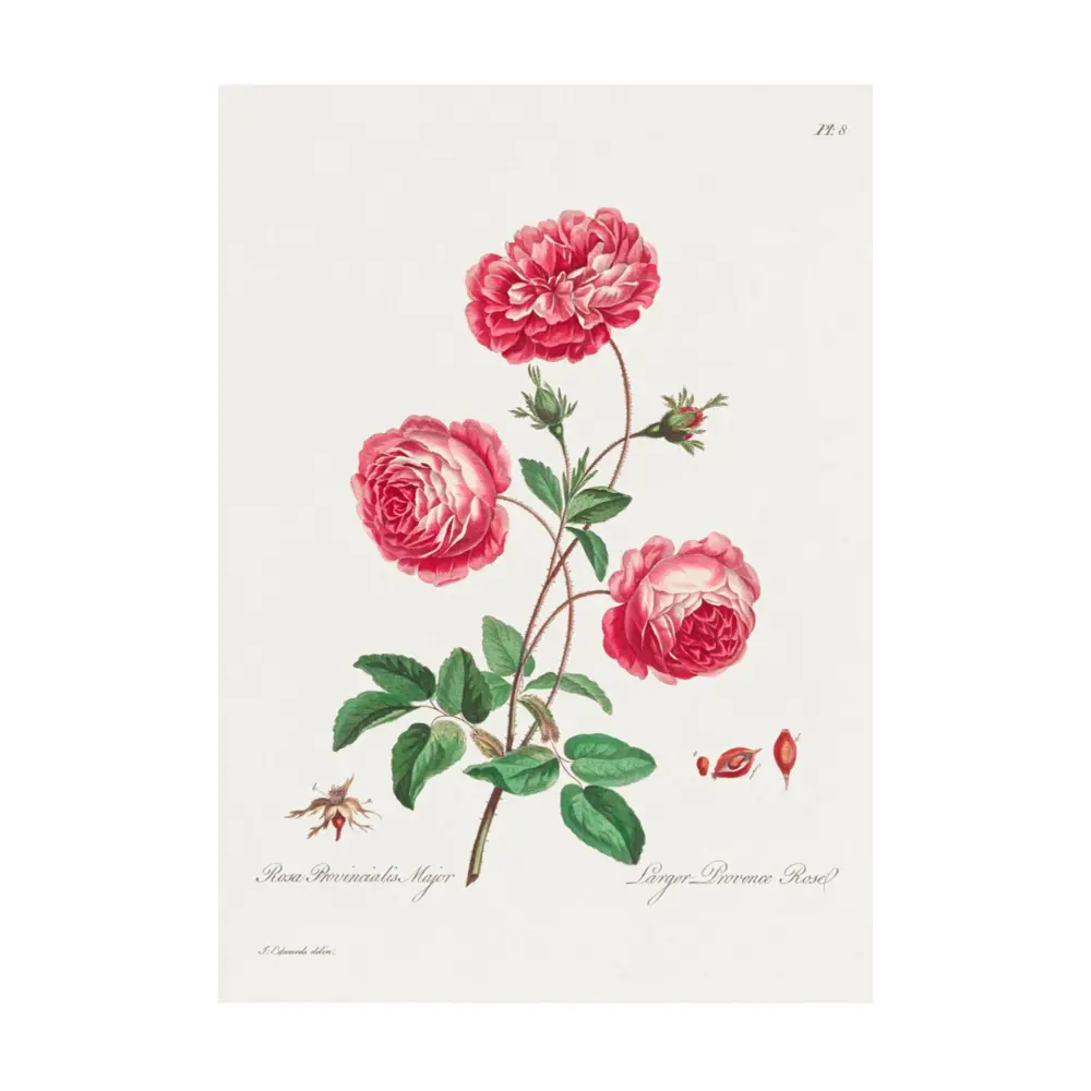 Фото Постер Простопостер "Пионы - розовый пион" 120x90 см в подарочном тубусе без рамы Фото Постер Простопостер "Пионы - розовый пион" 120x90 см в подарочном тубусе без рамы