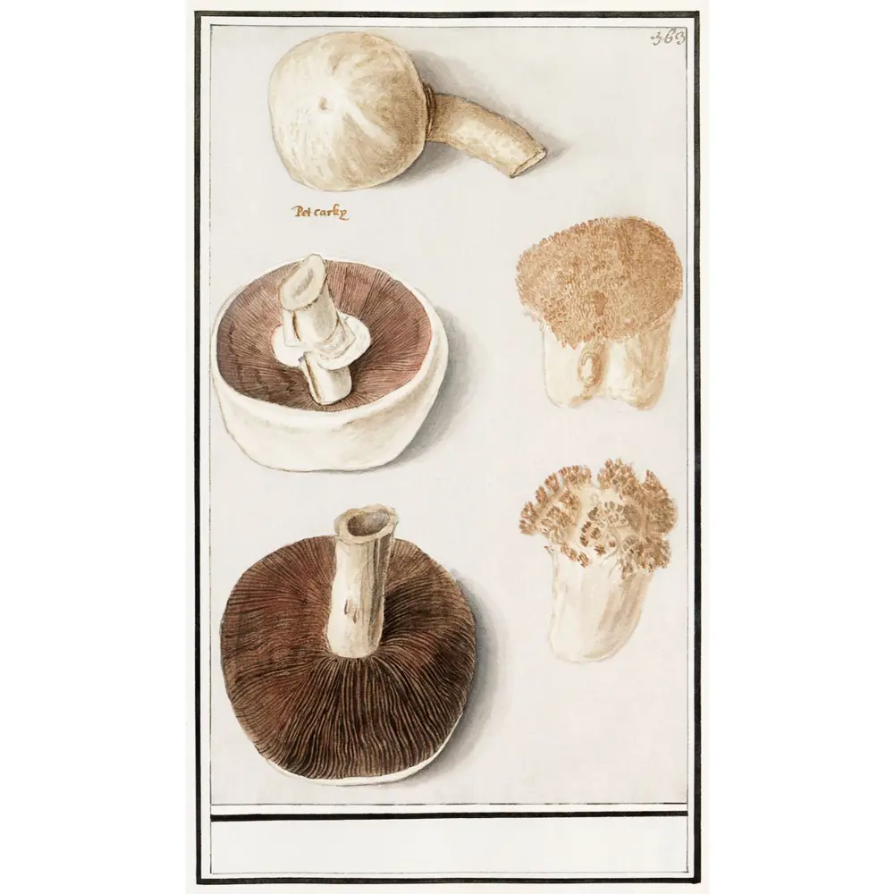 Фото Постер Простопостер "Грибы - обыкновенный луговой гриб" 120x90 см в подарочном тубусе без рамы Фото Постер Простопостер "Грибы - обыкновенный луговой гриб" 120x90 см в подарочном тубусе без рамы