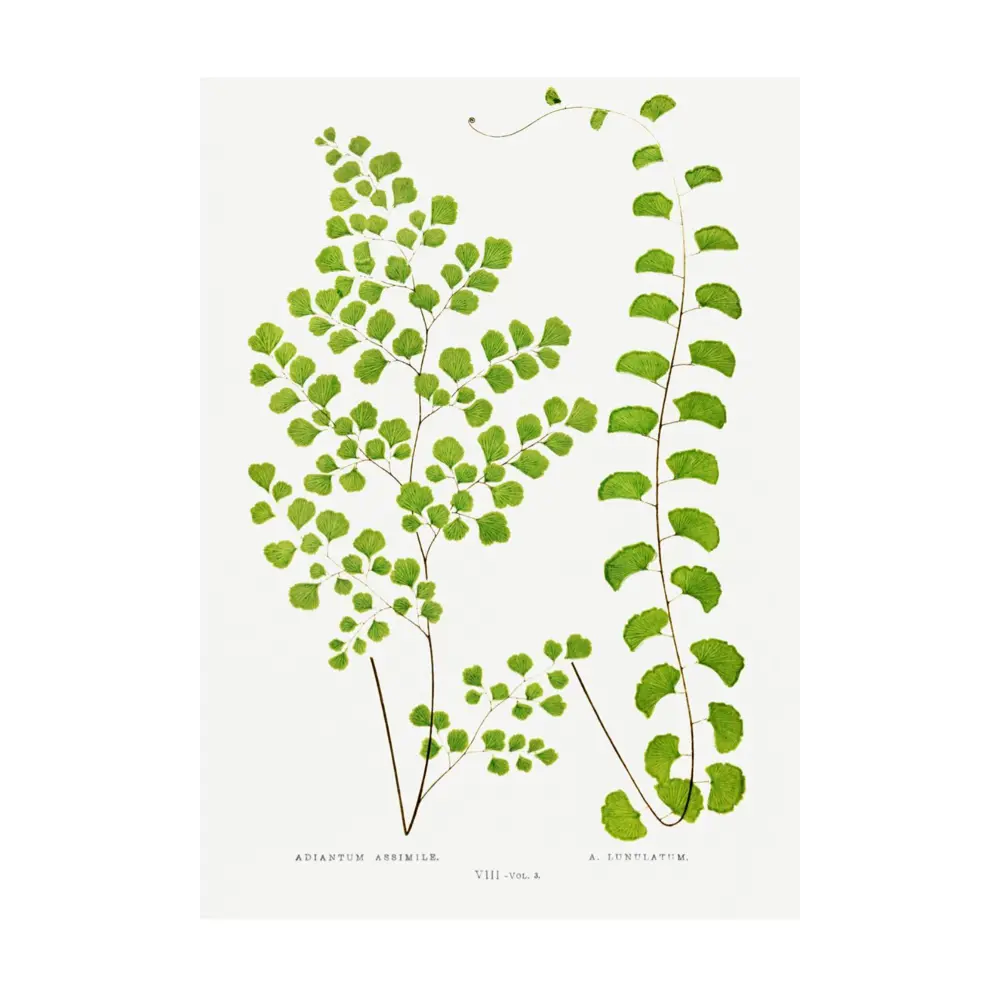 Фото Постер Простопостер "Листья - адиантум ассимиляционный" 120x90 см в подарочном тубусе без рамы Фото Постер Простопостер "Листья - адиантум ассимиляционный" 120x90 см в подарочном тубусе без рамы