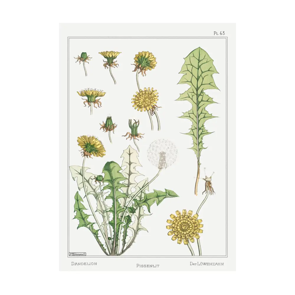 Фото Постер Простопостер "Одуванчик - части одуванчика" 90x60 см в раме Фото Постер Простопостер "Одуванчик - части одуванчика" 90x60 см в раме