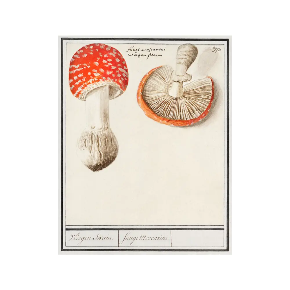 Фото Постер Простопостер "Грибы - мухомор amanita muscaria" 50x40 см в раме
