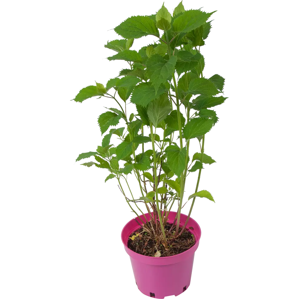 Фото 4 Саженец Гортензия древовидная Белла Рагацца Бланш ø19 h40 см