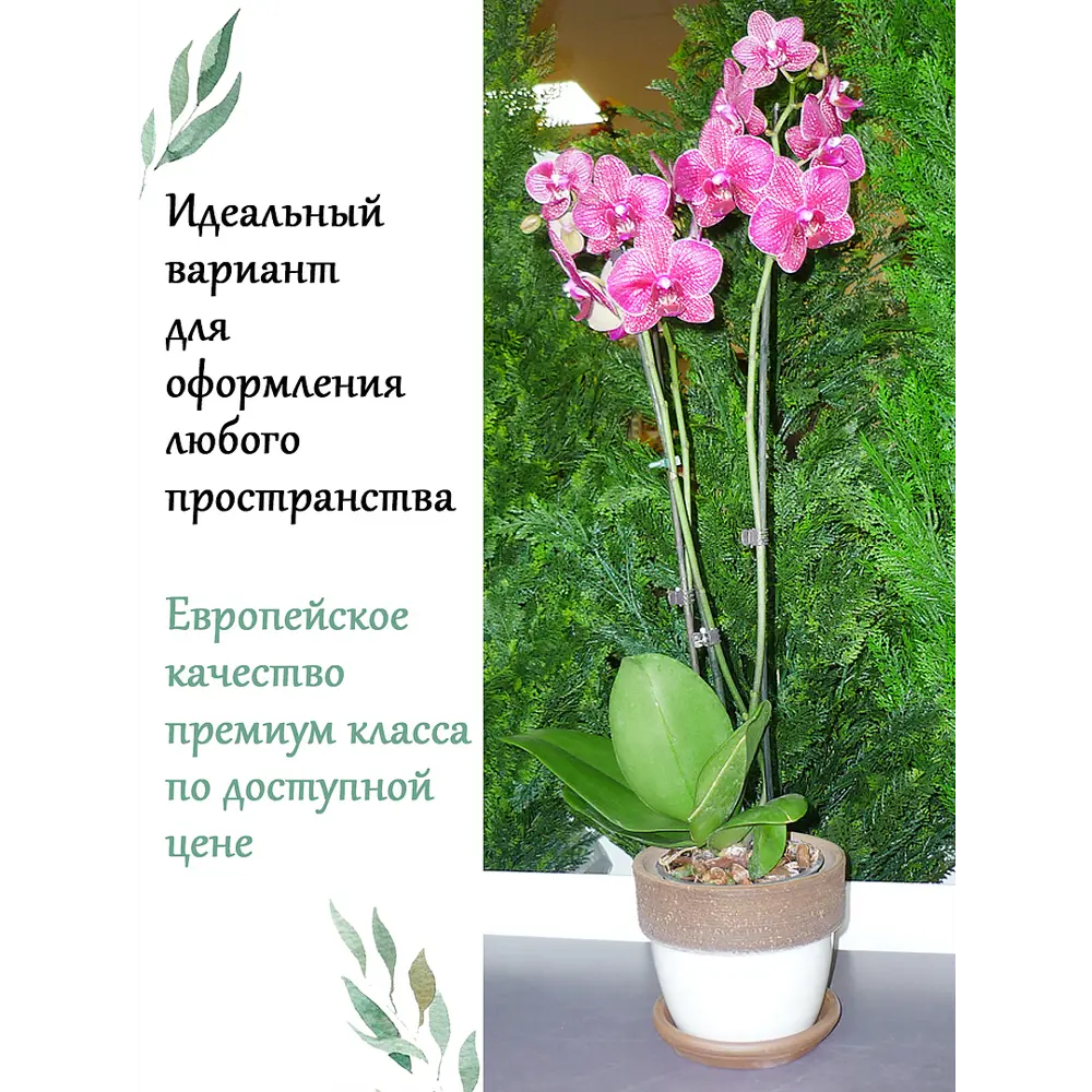 Фото 5 Горшок цветочный D1716B Deroma 16 см 2.4 л керамика белый Фото 5 Горшок цветочный D1716B Deroma 16 см 2.4 л керамика белый