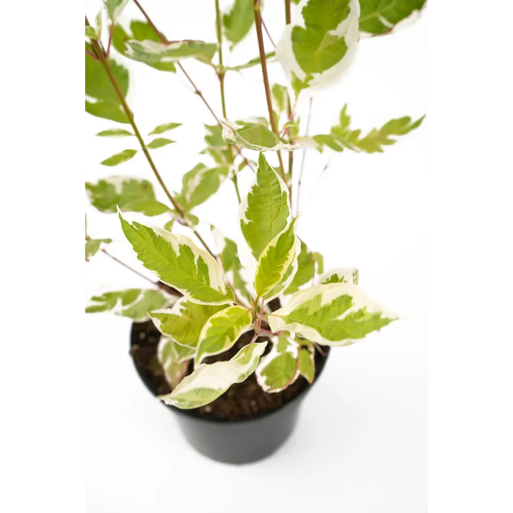 Фото 4 Дерен Elegantissima белый ø19 h35 см