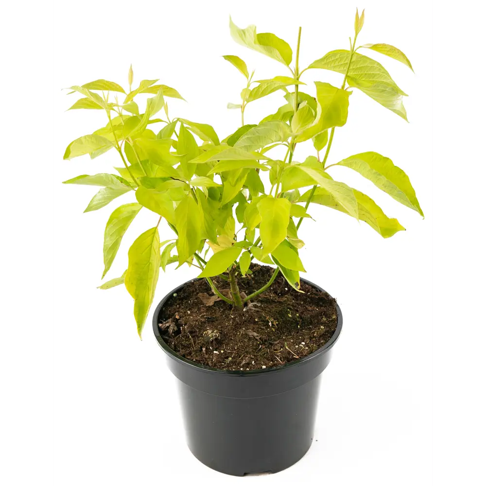 Фото 3 Дерен белый Aurea h30-45 см