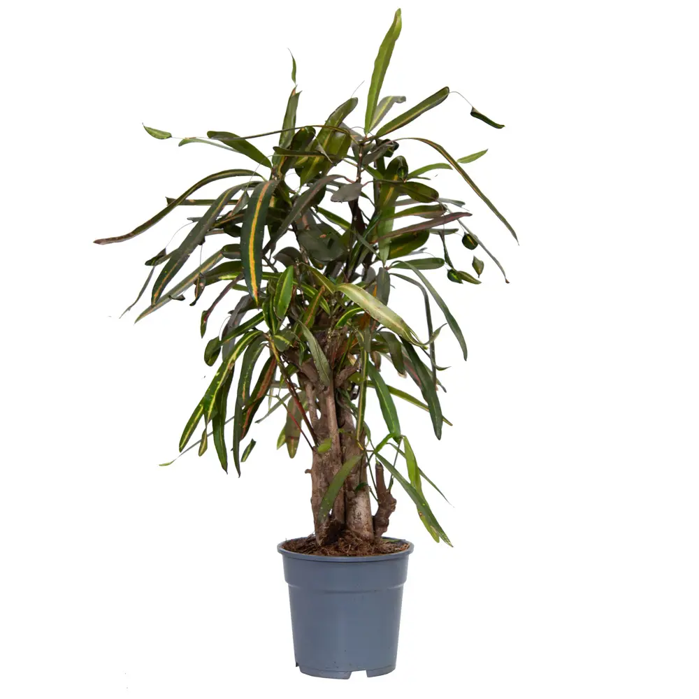 Фото Молочай Мамми Бранч ø17 h25 см Фото Молочай Мамми Бранч ø17 h25 см