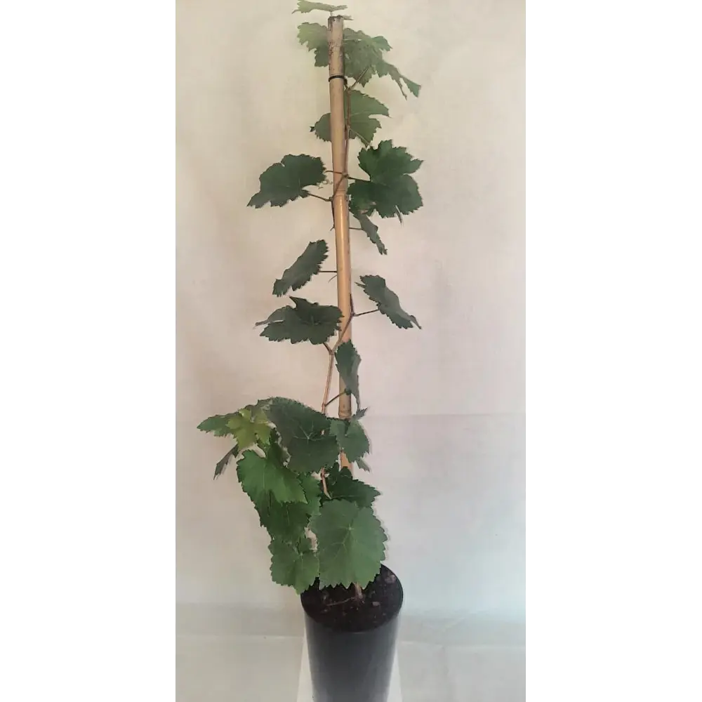 Фото Виноград Феномен h30 - 40 см Фото Виноград Феномен h30 - 40 см