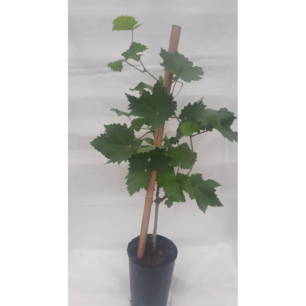 Фото Виноград Бананас h30 - 40 см Фото Виноград Бананас h30 - 40 см