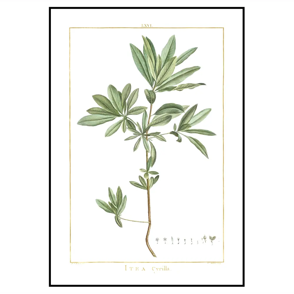 Фото 2 Постер 28 картин Ботаническая иллюстрация растения в стиле прованс 70x50 см без рамы