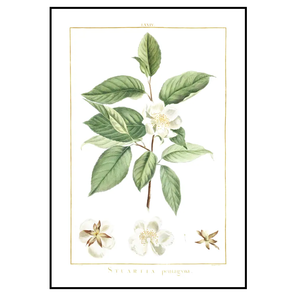 Фото 3 Постер 28 картин Ботаническая иллюстрация растения в стиле прованс 70x50 см без рамы