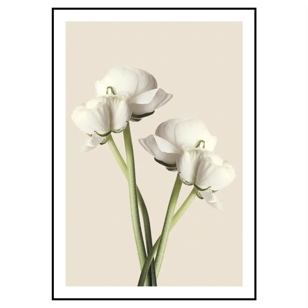 Фото 2 Постер 28 картин Белые лютики цветок 50x40 см без рамы Фото 2 Постер 28 картин Белые лютики цветок 50x40 см без рамы